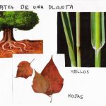 plantas1-600.jpg