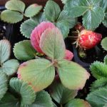 1. Fresas 1