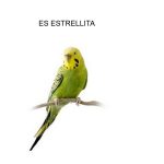 estrellita_4.jpg